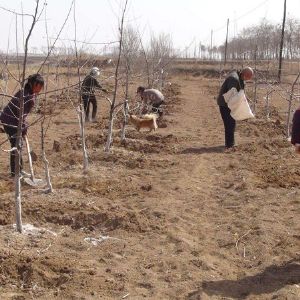 生物有機肥與復合微生物肥的區(qū)別